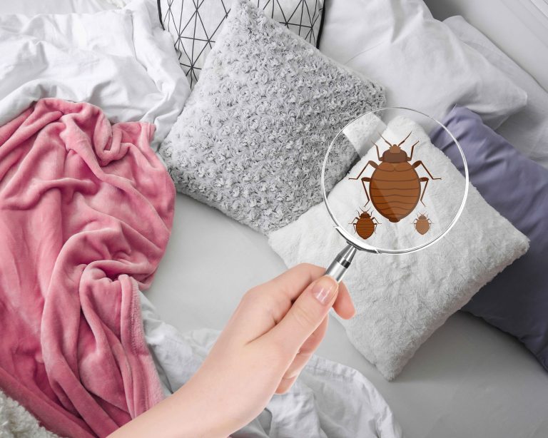 Premium bed bug exterminators in Richmond, VA